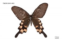 藏品(長尾麝鳳蝶)的圖片